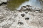Drought conditions at Dinosaur Valley State Park have exposed previously hidden dinosaur tracks, such as those of the Acrocanthosaurus.