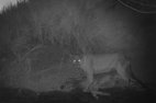 Camera trap image of a cougar with a donkey