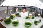 Research on algae at a lab