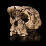 Cast of the ?<em>Sahelanthropus tchadensis</em> holotype cranium