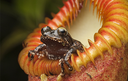 A shrub frog emerges from a pitcher plant in Kinabalu National Park, Borneo, Malaysia.
