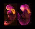 photo of two embryos side by side