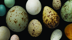 Eggs of differing size and color.